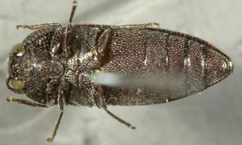 Media type: image;   Entomology 2730 Aspect: habitus ventral view